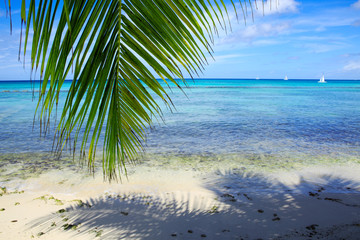 Palm leaves and caribbean sea .