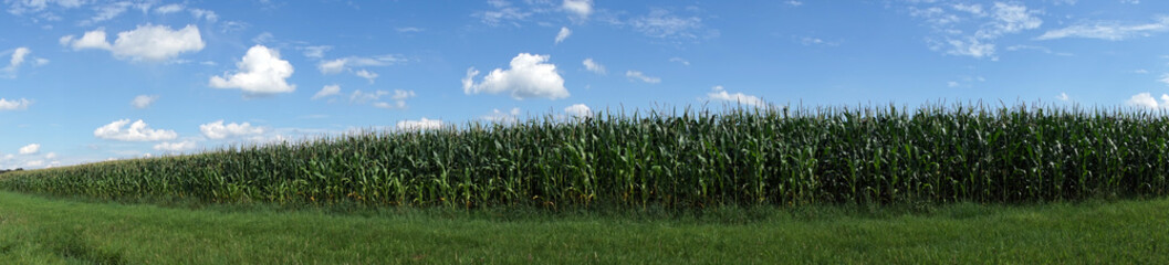 Corn field in Germany