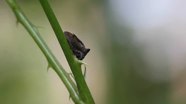 Cicada (Centrotus cornutus) on a plant stem