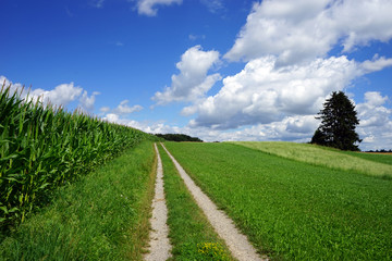 Corn field and track