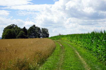 Soya and corn fields