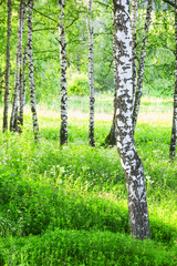 summer in birch forest