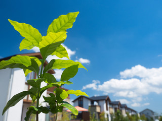 Obraz premium 新興住宅街 