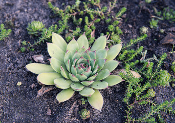 Echeveria close up view. Succulent plant in nature. Fresh fractal green plant - 120272612
