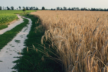Road on the wheat field. Early Autumn landscape. Natural background. - 120272624