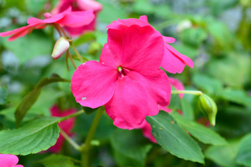 Hot Pink Impatient Flowers Blooming in a Garden