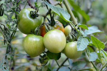Unripe Tomatoes on Tomato Plant
