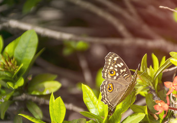 Close up orange butterfly on flower.