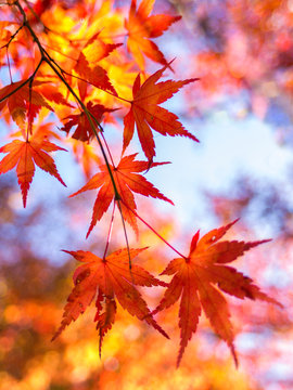 Fototapeta Japanischer Fächerahorn