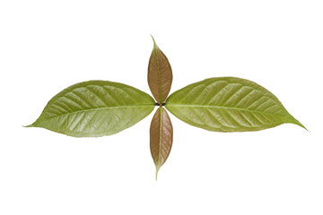 new born leaves of rose apple isolated on white with clipping path