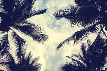 Fototapeta na wymiar Palm tree on sky