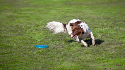 dog catching a frisbee in a meadow