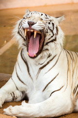 White Tiger at the zoo