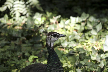 Peacock
