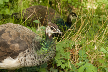 Peacock