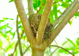 Dry grass bird nest on tree