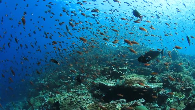 Coral reef and fish underwater in ocean. Indonesia