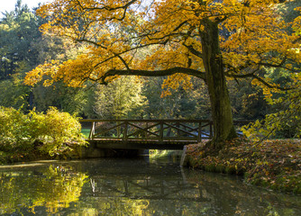 The tree grows near the lake , old bridge in autumn park .Autumn .