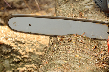 Detail of the chain saw cutting the log
