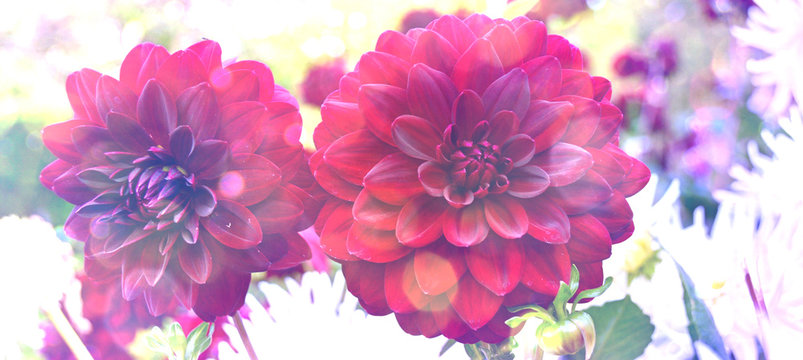 Grußkarte - rote Dahlien - Spätsommer Blumen