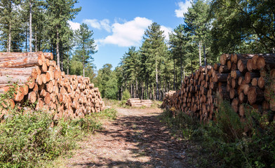 Lumber wood