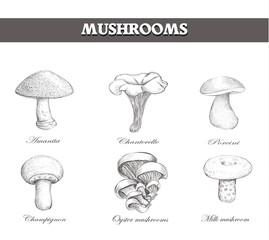 Set mushroom sketch vector.