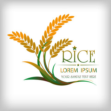 grain organic natural product with black background. concept vector illustration ,Rice gold logo vector design.