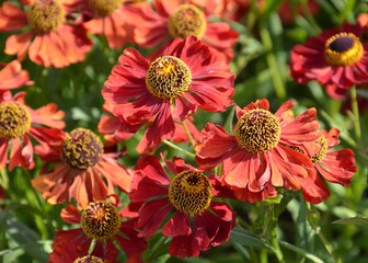 Rudbeckia Rudbeckien blühen rot orange im Garten 