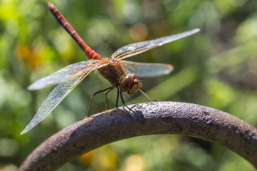 The having a rest dragonfly