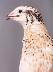 Cute adult quail