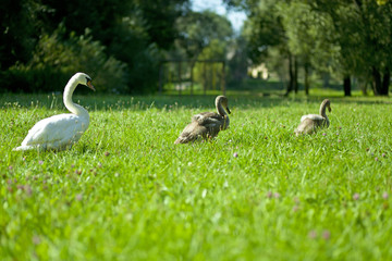 Wędrówka łabędzi © rafaello