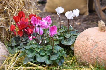 Alpenveilchen blühen in Herbstdekoration mit Kürbis
