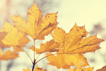 Fototapeta na wymiar Autumn maple leaves toned in warm colors