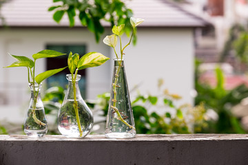 Golden Pothos or Devil's Ivy in the bottle of water.