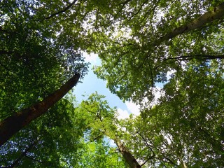 Fototapeta premium High deciduous trees in deciduous forest and blue sky