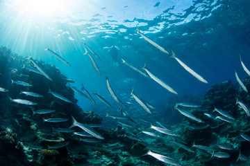 Fototapeta na wymiar Bigeye Barracuda Schooling Over Reef