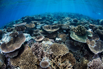 Naklejka na ściany i meble Sunlight Shining on Reef-Building Corals