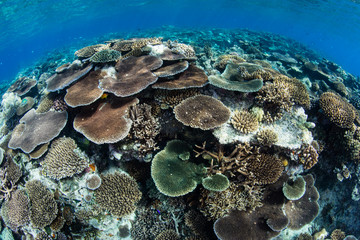 Fototapeta na wymiar Reef-Building Corals on Shallow Pinnacle
