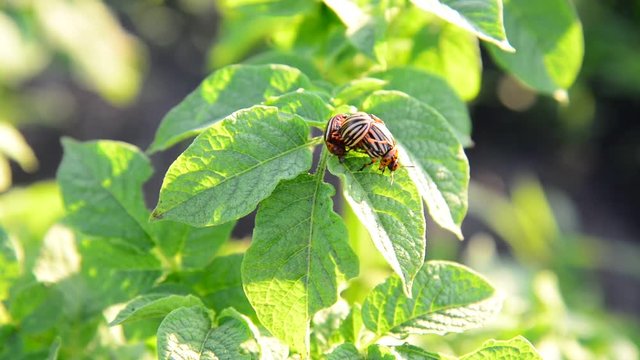 Adult Colorado potato beetles on leaves