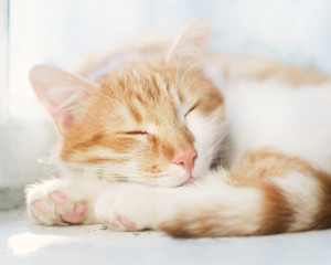 Cute ginger sleeping cat in blue background. Selective shallow focus.