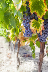 Bunch of grapes