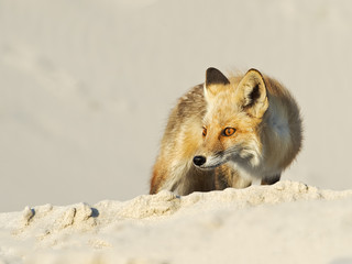 Red Fox on Beach