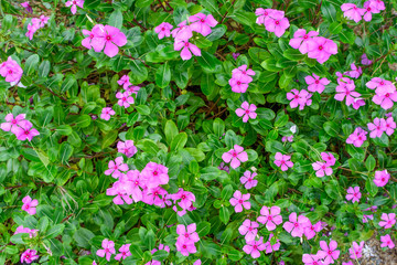 beautiful spring garden pink flower background