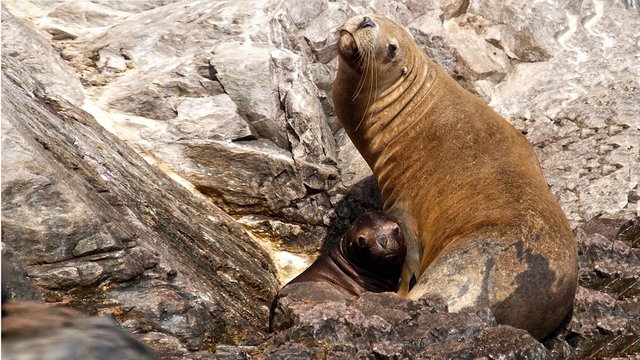 Seel&ouml;we mit Nachwuchs auf Felsenklippen