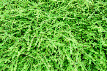 Green fern background texture