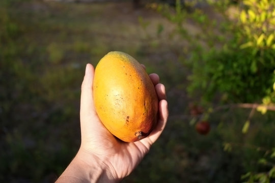 Hand holding mango fruit in the garden. Selective focus.