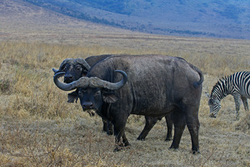 Obraz premium Buffle dans la savane Africaine