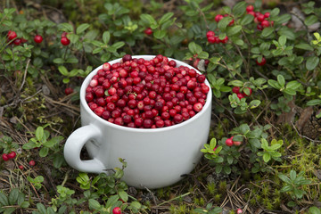 Mug full of Cowberries