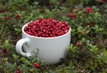 Mug full of Cowberries