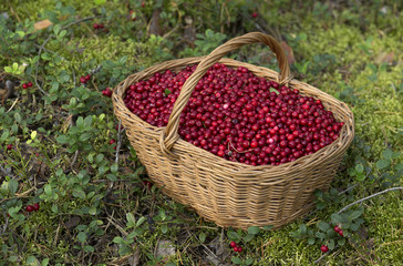 Fresh Cowberries in a Basket in the Forest